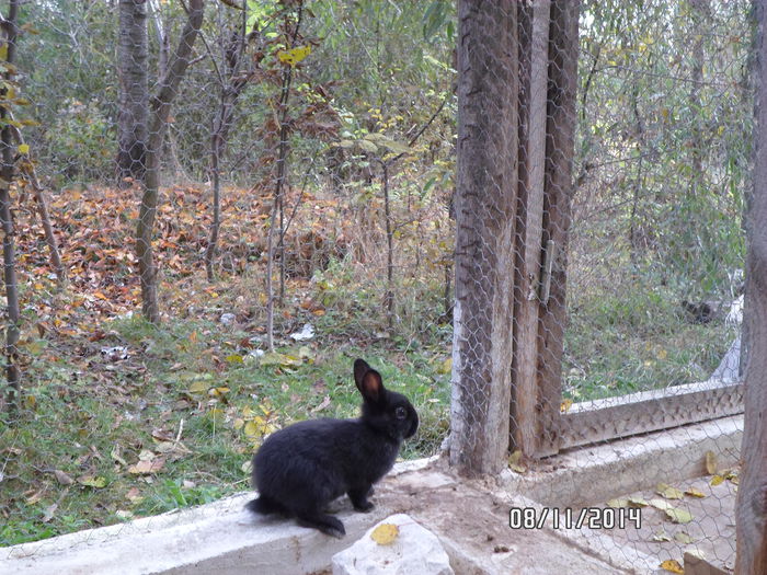 SAM_0033 - 17 - Ferma iepuri Moreni noiembrie 2014