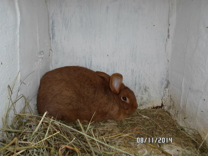 SAM_0037 - 17 - Ferma iepuri Moreni noiembrie 2014