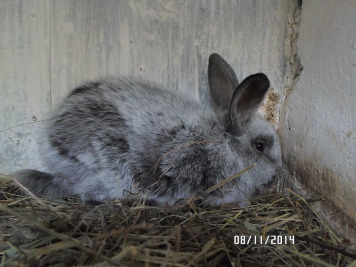 SAM_0040 - 17 - Ferma iepuri Moreni noiembrie 2014