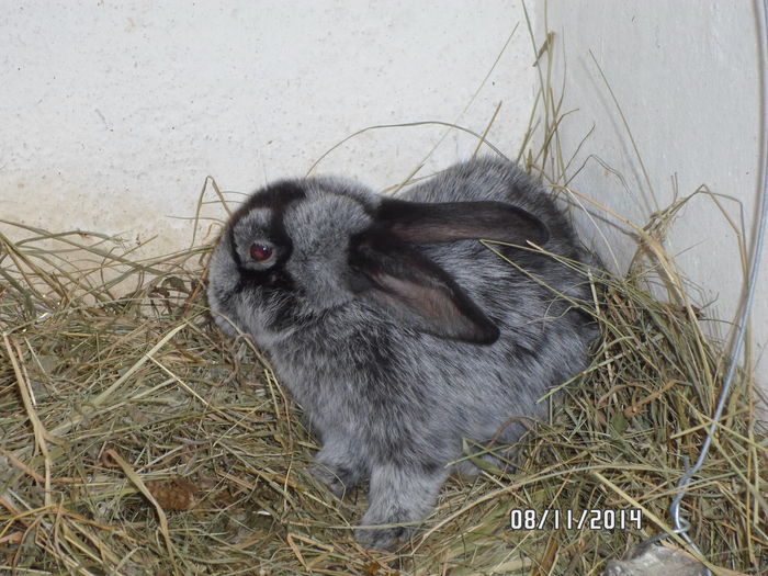 SAM_0079 - 17 - Ferma iepuri Moreni noiembrie 2014