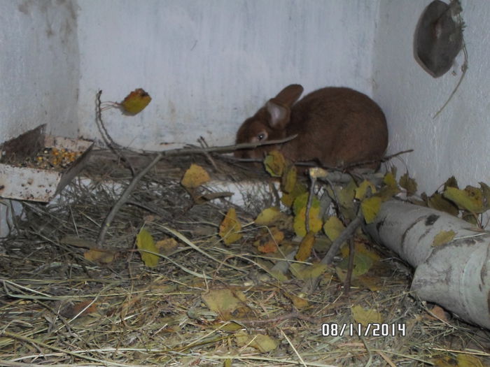 SAM_0096 - 17 - Ferma iepuri Moreni noiembrie 2014