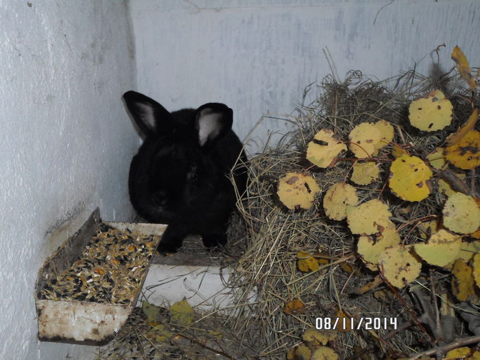 SAM_0100 - 17 - Ferma iepuri Moreni noiembrie 2014