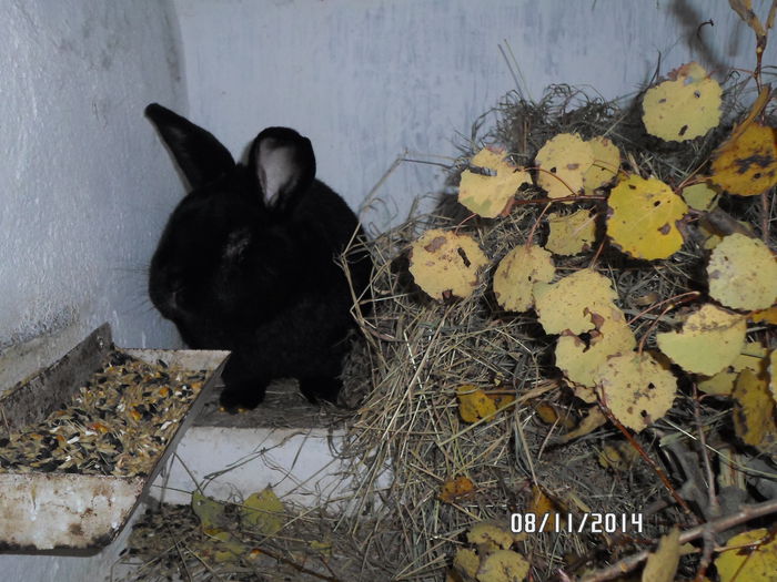 SAM_0102 - 17 - Ferma iepuri Moreni noiembrie 2014