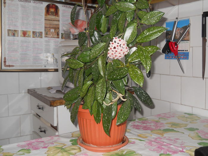 lacrima lui Iisus 2  VI 2011 002