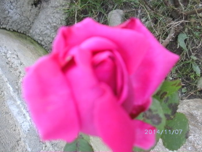 BILD0507 - trandafiri 2014