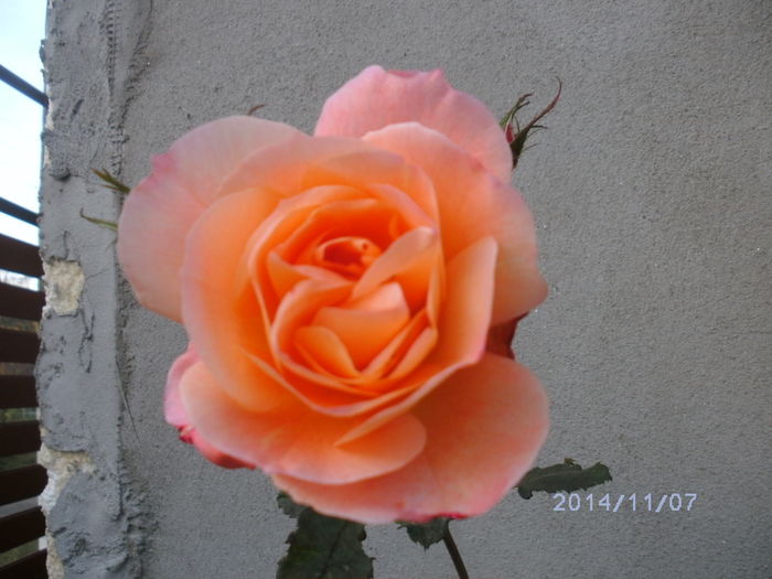 BILD0509 - trandafiri 2014