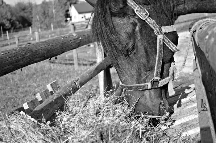 DSC_0187 - western cowboy