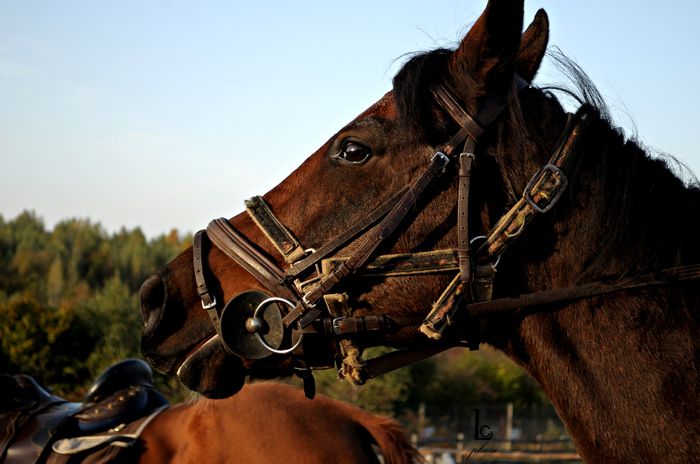 DSC_0416 - western cowboy