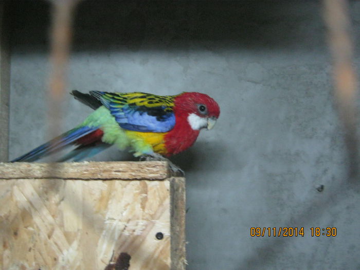 zburdalnicul - Rosella standard