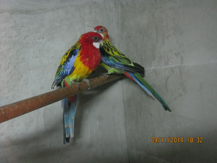 impreuna - Rosella standard