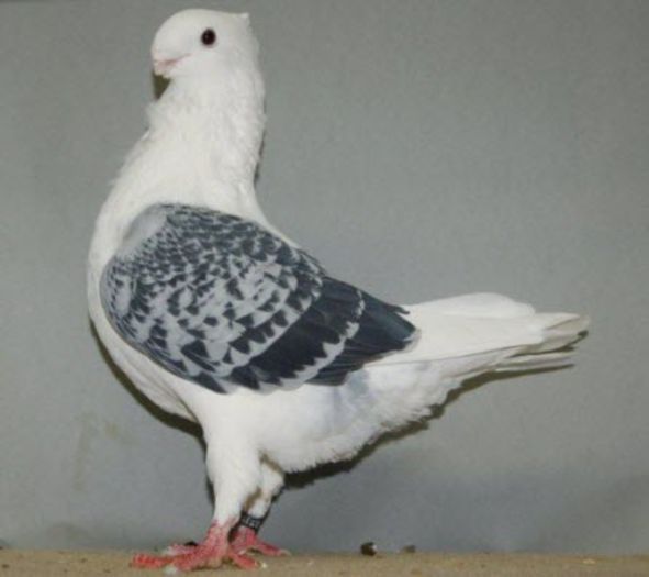 pescarus olandez vechi