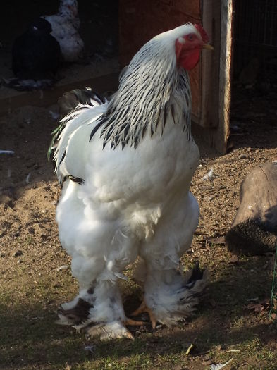 Goliath