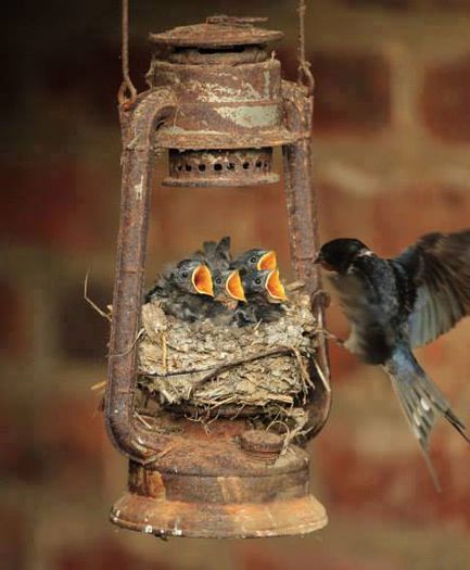 1937498_693746650713156_4734834617183428186_n - DE GUSTIBUS  ET COLORIBUS NON DISPUTANDUM