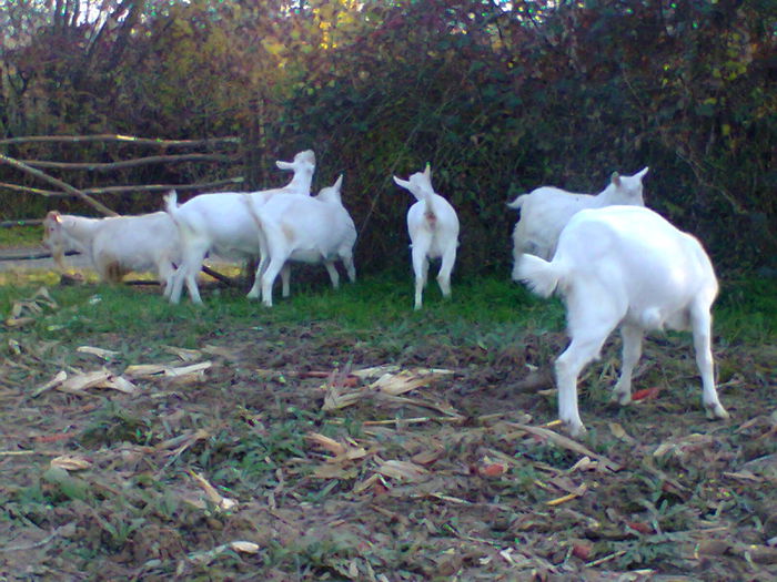 la aer curat . - CAPRE ALBE SI BALTATE - AU RAMAS DOAR AMINTIRE