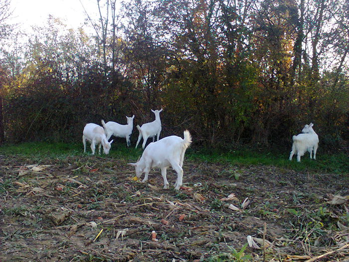 si cules de porumb - CAPRE ALBE SI BALTATE - AU RAMAS DOAR AMINTIRE