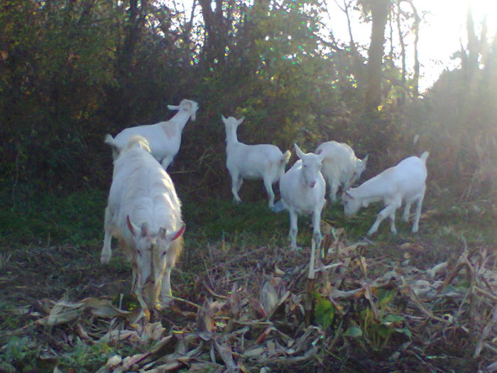 "echipa de soc " - CAPRE ALBE SI BALTATE - AU RAMAS DOAR AMINTIRE