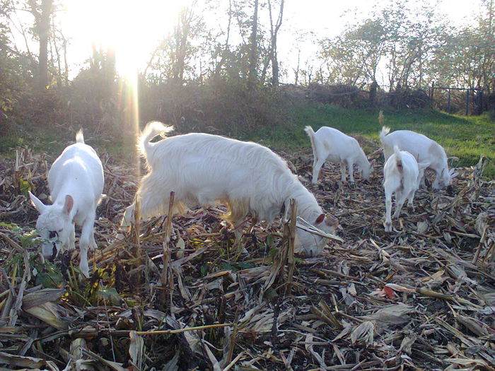 ii bun porumbul si cules direct din camp . - CAPRE ALBE SI BALTATE - AU RAMAS DOAR AMINTIRE