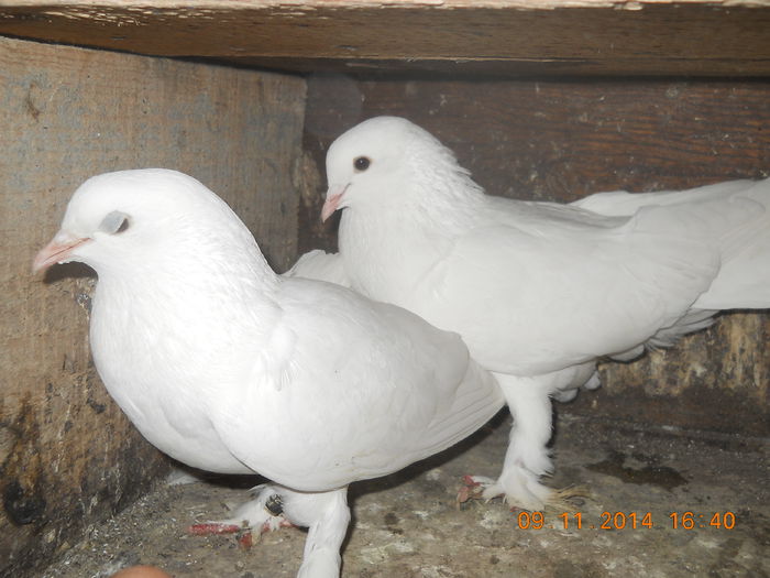 perechea 5 amandoi joaca in stol