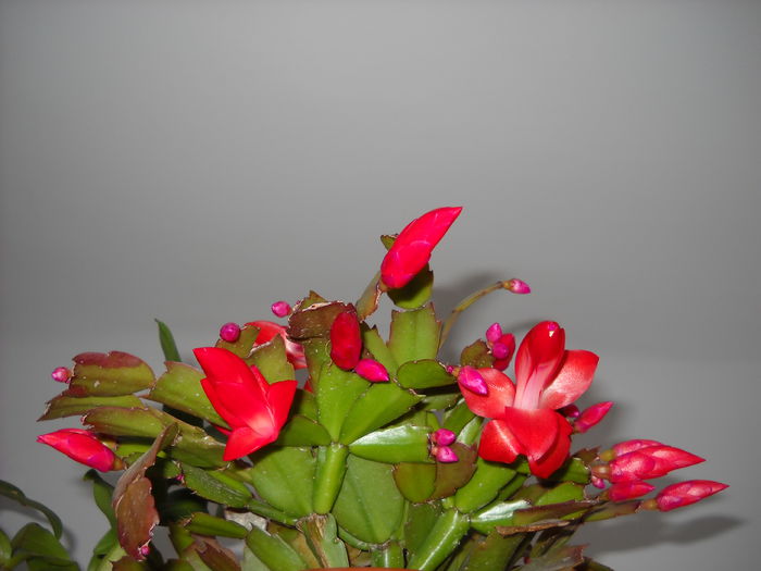 10.11.014 - Schlumbergera 2014-2020