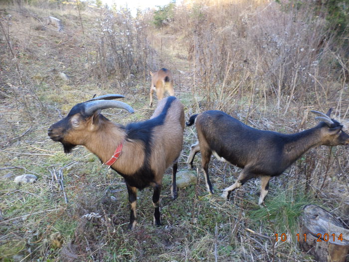 Atente la pitigoi galagiosi - ALPINELE-in noiembrie pe deal