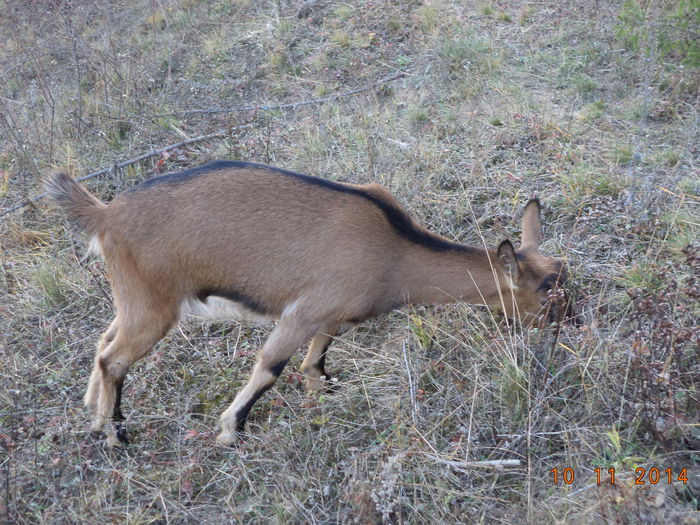 Caprioara cauta argila - ALPINELE-in noiembrie pe deal