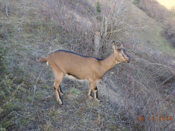 Caprioara cauta uscaturi - ALPINELE-in noiembrie pe deal