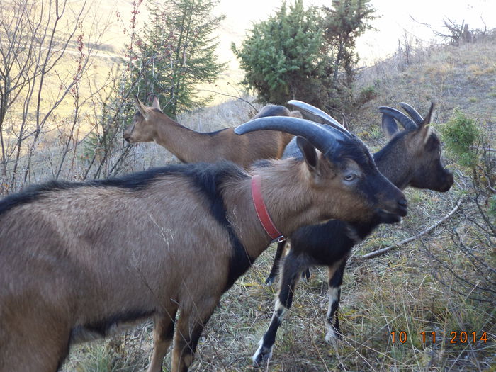 Cautam ceva bun - ALPINELE-in noiembrie pe deal