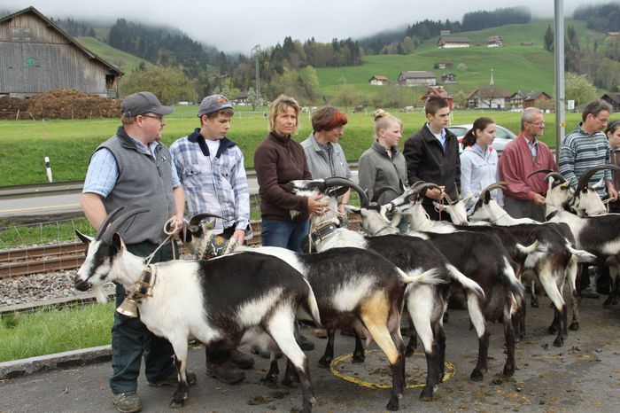 044; expozitie de capre Paun din Tirol
