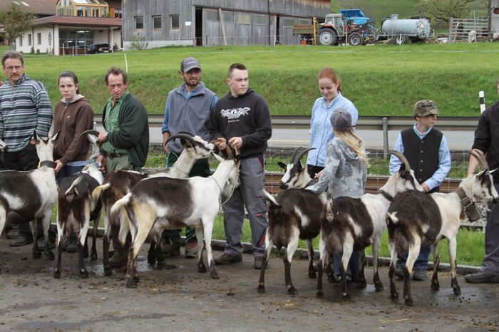 048; expozitie de capre Paun din Tirol
