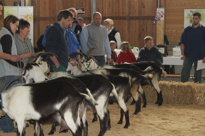 063(1); expozitie de capre Paun din Tirol
