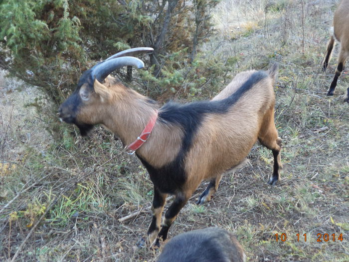 Cezar e atent la pasari - ALPINELE-in noiembrie pe deal