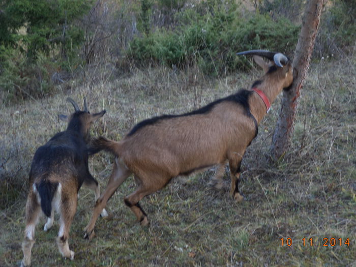 Cezar e nervos pe molid - ALPINELE-in noiembrie pe deal