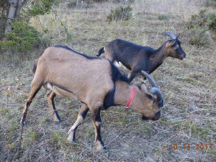 Cezar i se vede podoabele - ALPINELE-in noiembrie pe deal