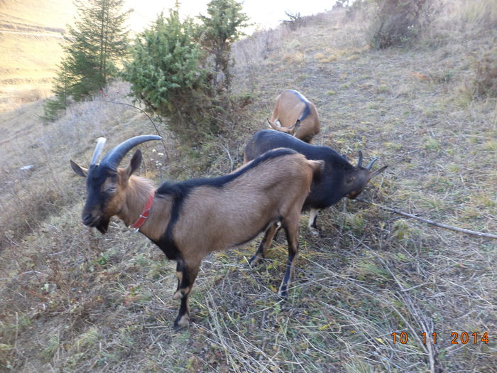 Cezar imparatul - ALPINELE-in noiembrie pe deal