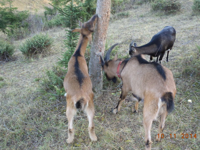 Cezar isi freaca coarnele de molid - ALPINELE-in noiembrie pe deal