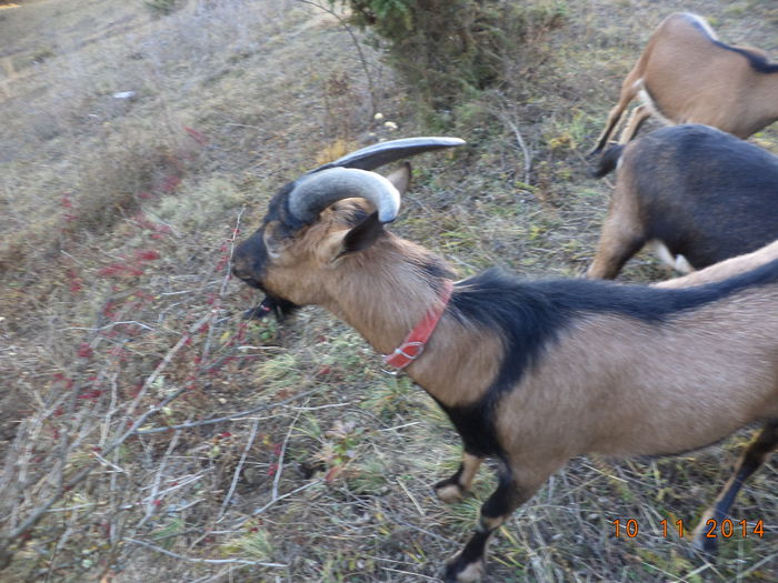 Cezar mananca fructe de dracila - ALPINELE-in noiembrie pe deal