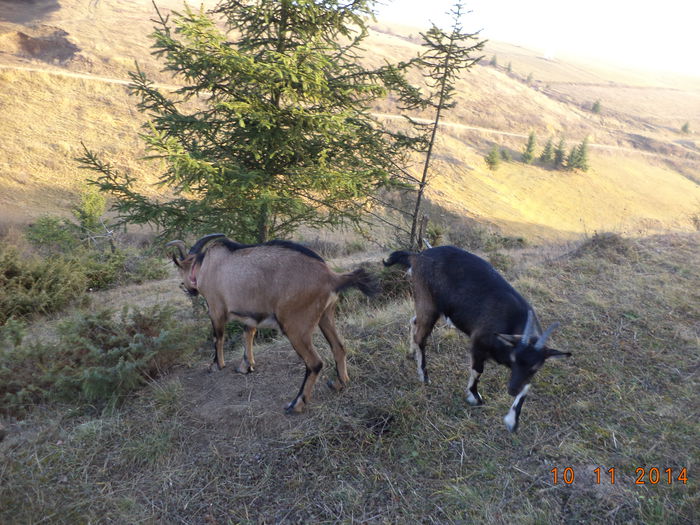 Dealurile Toplitei - ALPINELE-in noiembrie pe deal