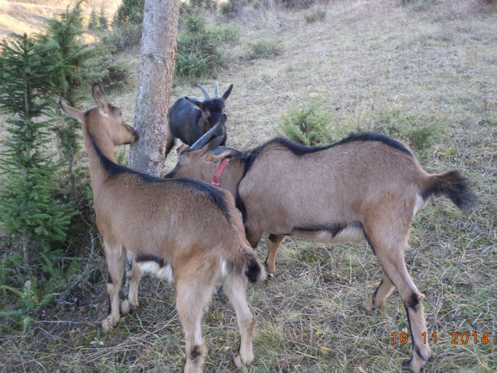 La molidul de pe deal - ALPINELE-in noiembrie pe deal