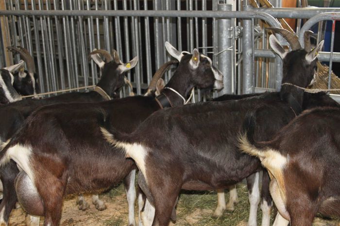 077; Expozitie de capre Strahlenziegen in Tirol
