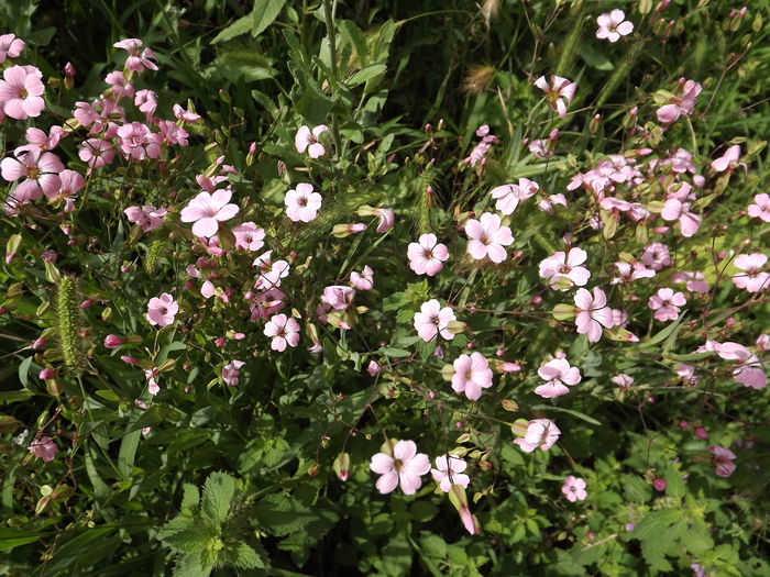 Floarea miresei roz - Flori amestec