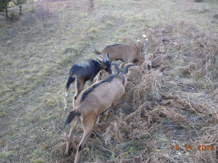 Rontaim feriga uscata