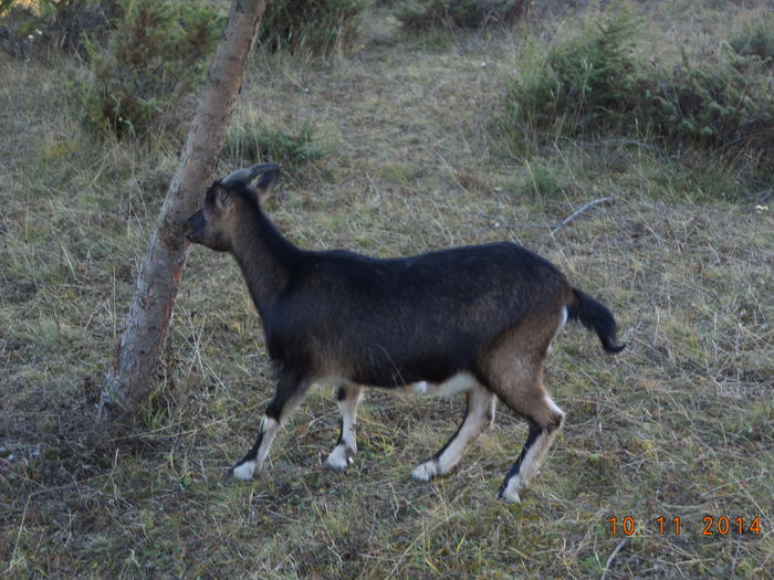 Scoarta pentru rumegat - ALPINELE-in noiembrie pe deal