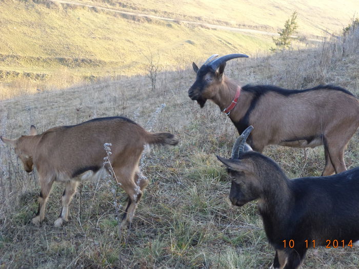 Soare de toamna la munte - ALPINELE-in noiembrie pe deal