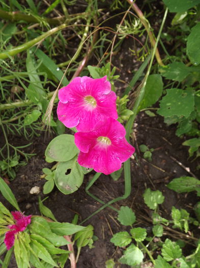 DSCF3251 - Flori amestec