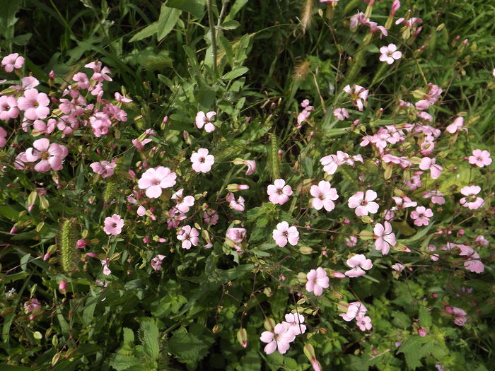 DSCF3254 - Flori amestec