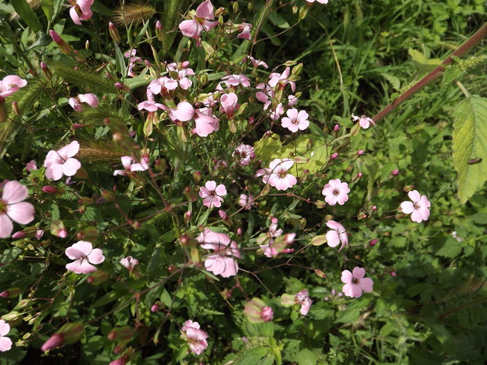 DSCF3253 - Flori amestec