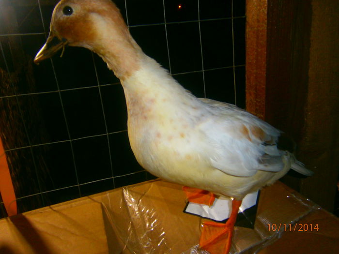 nou venita!!! - Rate Pitice Caal Duck