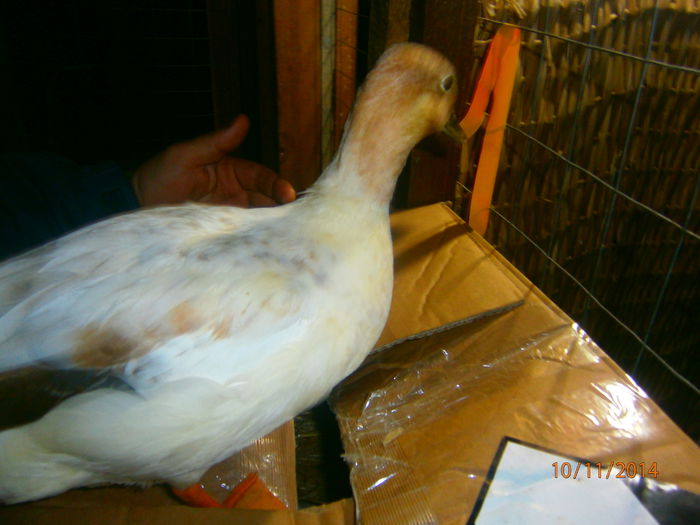 maine  va fi mult mai faina! - Rate Pitice Caal Duck