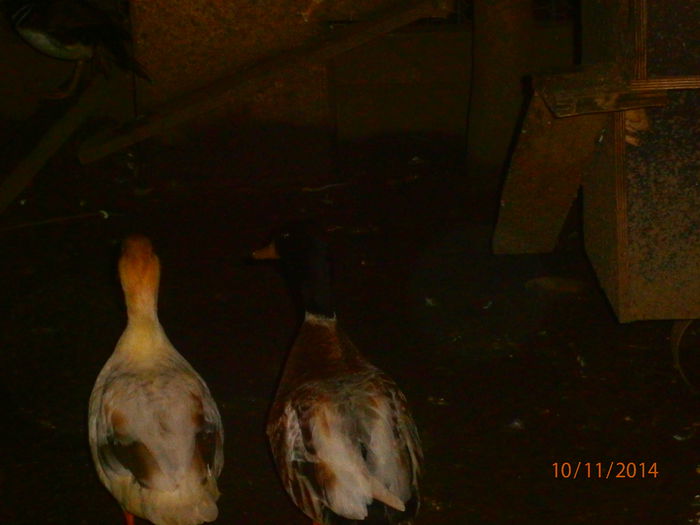 PB104874 - Rate Pitice Caal Duck