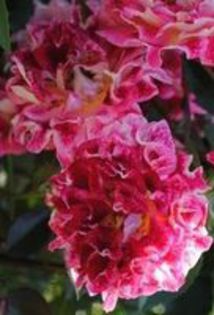 sparkling ruffle